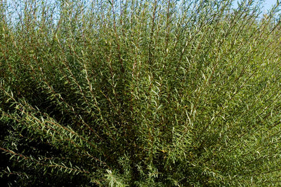 Willow Arctic Blue Dwarf, photo courtesy of Bailey Nurseries