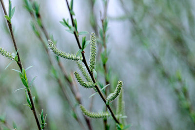 Willow Arctic Blue Dwarf, photo courtesy of Bailey Nurseries