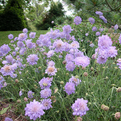 Scabiosa Butterfly blue photo courtesy of Walters Gardens