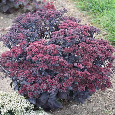 Sedum 'After Dark' Photo credit & courtesy of Walters Gardens