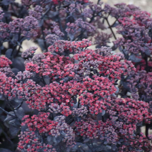 Sedum 'After Dark' Photo credit & courtesy of Walters Gardens