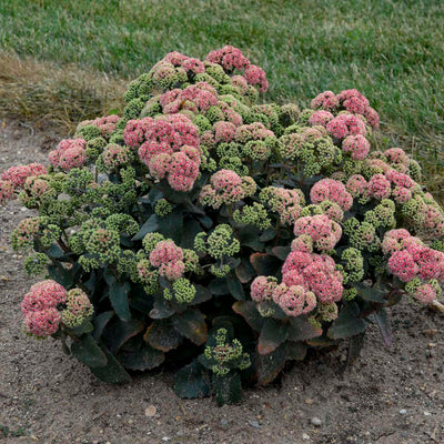Sedum 'Coraljade' Photo credit & courtesy of Walters Gardens, Inc.