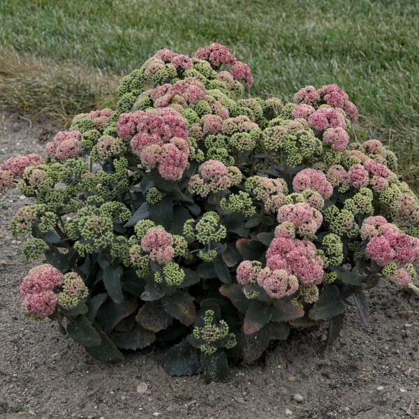 Sedum 'Coraljade' Photo credit & courtesy of Walters Gardens, Inc.