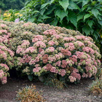 Sedum 'Coraljade' Photo credit & courtesy of Walters Gardens, Inc.