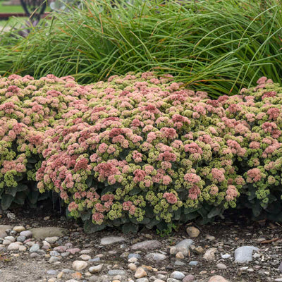 Sedum 'Coraljade' Photo credit & courtesy of Walters Gardens, Inc.