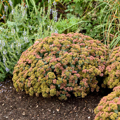 Sedum 'Coraljade' Photo credit & courtesy of Walters Gardens, Inc.