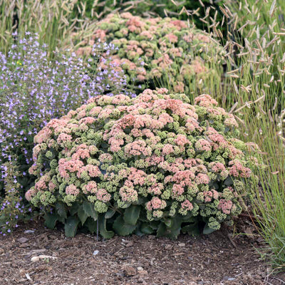Sedum 'Coraljade' Photo credit & courtesy of Walters Gardens, Inc.