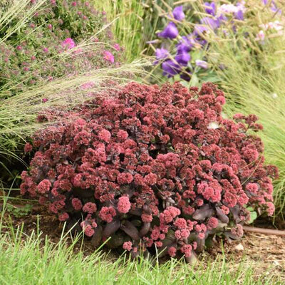 Sedum 'Midnight Velvet' Photo credit & courtesy of Walters Gardens