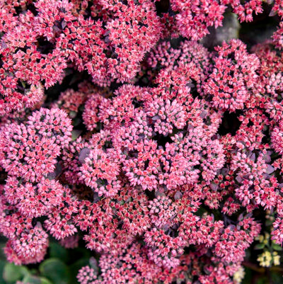 Sedum 'Midnight Velvet' Photo credit & courtesy of Walters Gardens