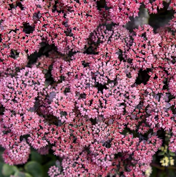 Sedum 'Midnight Velvet' Photo credit & courtesy of Walters Gardens
