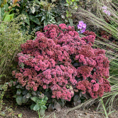 Sedum 'Midnight Velvet' Photo credit & courtesy of Walters Gardens