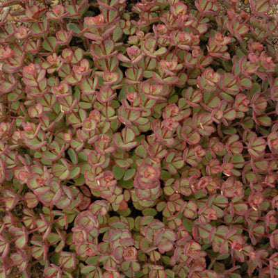 Sedum 'Sieboldii', Photo credit & courtesy of Walters Gardens Inc.