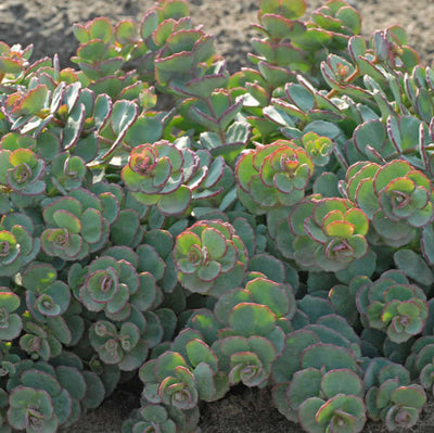 Sedum 'Sieboldii', Photo credit & courtesy of Walters Gardens Inc.