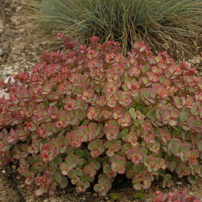 Sedum 'Sieboldii', Photo credit & courtesy of Walters Gardens Inc.