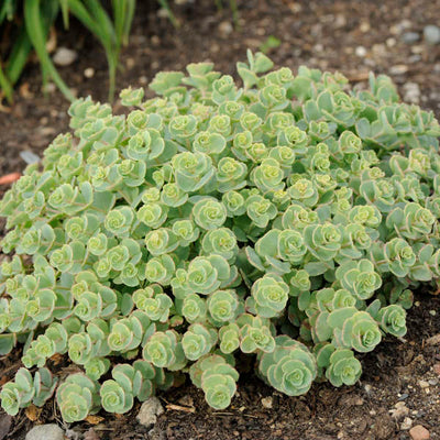 Sedum 'Sieboldii', Photo credit & courtesy of Walters Gardens Inc.