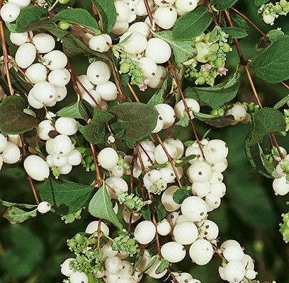 Snowberry White Photo courtesy of Bailey Nurseries