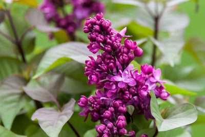 Lilac Virtual Violet Photo courtesy of Bailey Nursery