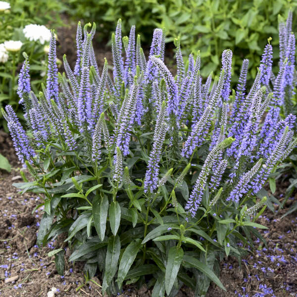 Veronica 'Ever After' Photo credit & courtesy of Walters Gardens