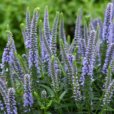 Veronica 'Ever After' Photo credit & courtesy of Walters Gardens
