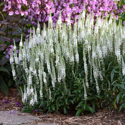 Veronica 'White Wands' Photo credit & courtesy of Walters Gardens