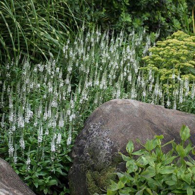 Veronica 'White Wands' Photo credit & courtesy of Walters Gardens