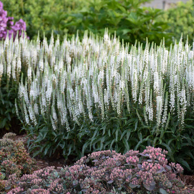 Veronica 'White Wands' Photo credit & courtesy of Walters Gardens