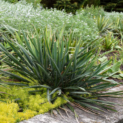 Yucca filamentosa 'Excalibur' Photo credit & courtesy of Walters Gardens