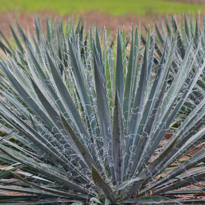 Yucca filamentosa 'Excalibur' Photo credit & courtesy of Walters Gardens
