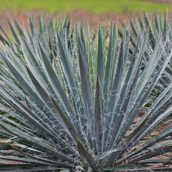 Yucca filamentosa 'Excalibur' Photo credit & courtesy of Walters Gardens
