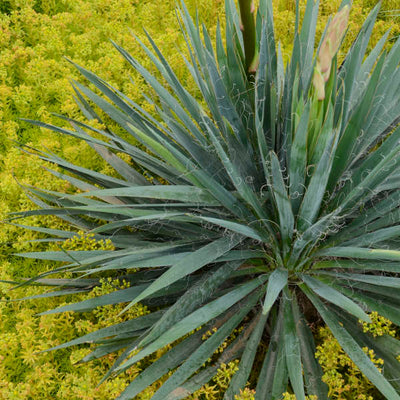 Yucca filamentosa 'Excalibur' Photo credit & courtesy of Walters Gardens