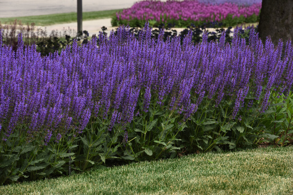 Salvia 'Blue by You Photo Courtesy of Proven Winners -www.provenwinners.com