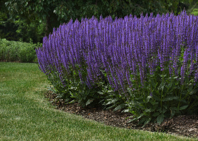 Salvia 'Blue by You Photo Courtesy of Proven Winners -www.provenwinners.com