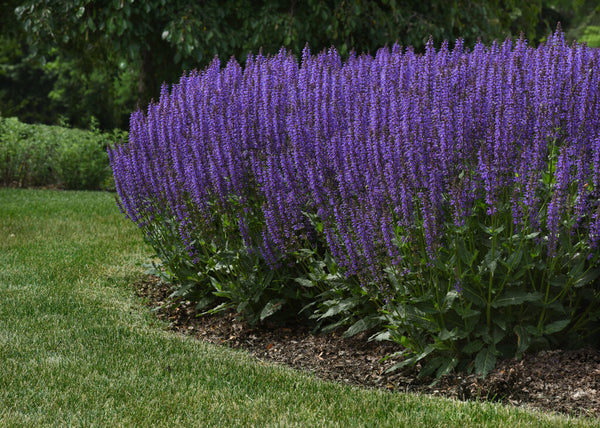 Salvia 'Blue by You Photo Courtesy of Proven Winners -www.provenwinners.com