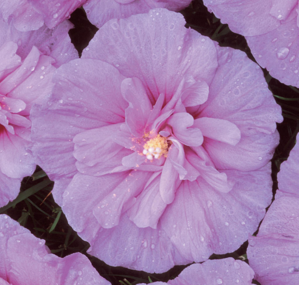 Hibiscus Lavender Chiffon  Flower | Photo courtesy of Proven Winners - www.provenwinners.com