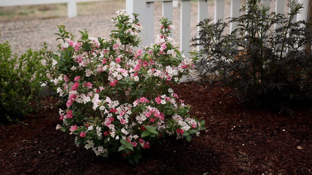 Weigela Czechmark Trilogy® Photo Courtesy of Proven Winners -& www.provenwinners.com.