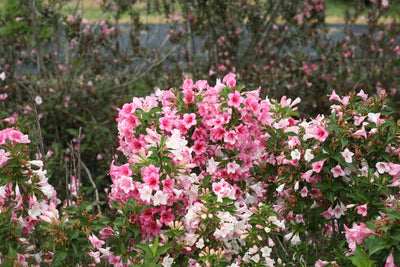 Weigela Czechmark Trilogy® Photo Courtesy of Proven Winners -& www.provenwinners.com.