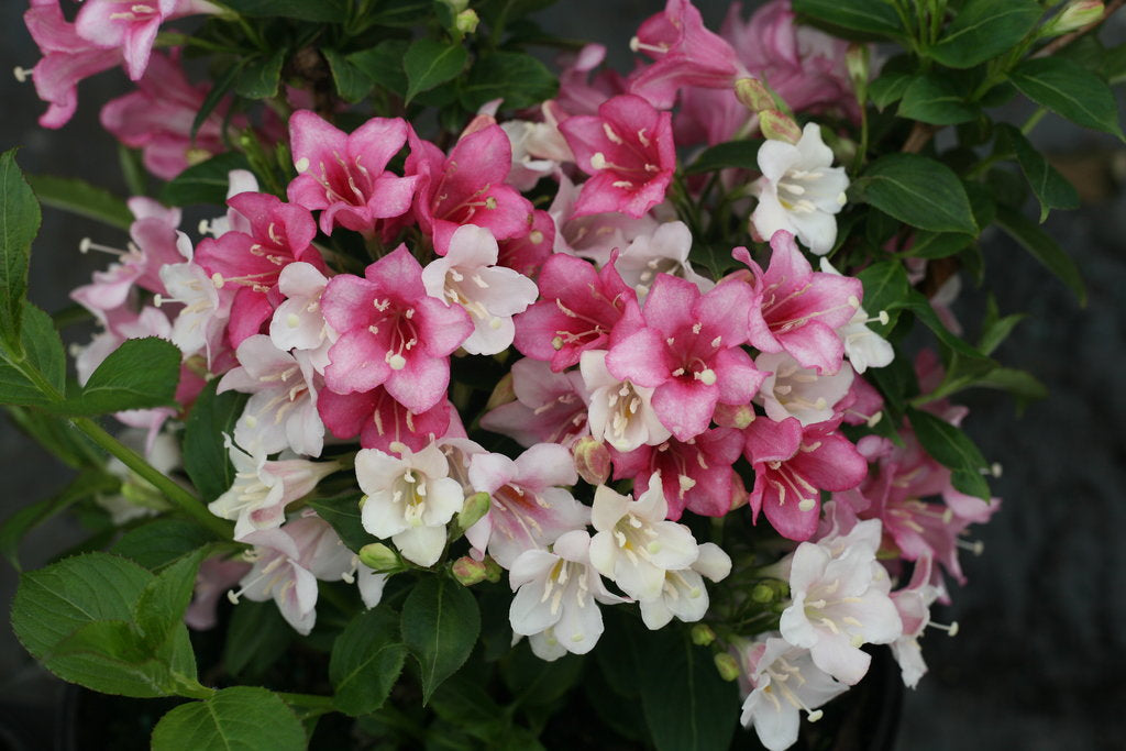 Weigela Czechmark Trilogy® Photo Courtesy of Proven Winners -& www.provenwinners.com.