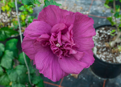 Hibiscus Magenta Chiffon | Photo courtesy of Proven Winners - www.provenwinners.com