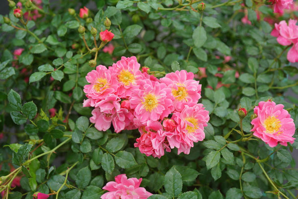 Oso Easy Double Pink® Photo Courtesy of Proven Winners -www.provenwinners.com.