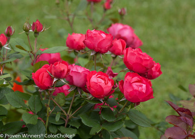Oso Easy Double Red Rose® Photo Courtesy of Proven Winners - www.provenwinners.com.