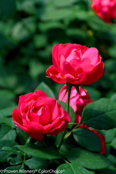 Oso Easy Double Red Rose® Photo Courtesy of Proven Winners - www.provenwinners.com.