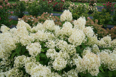 Hydrangea Puffer Fish| Photo courtesy of Proven Winners - www.provenwinners.com