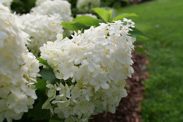 Hydrangea Puffer Fish| Photo courtesy of Proven Winners - www.provenwinners.com