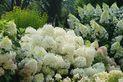 Hydrangea Puffer Fish| Photo courtesy of Proven Winners - www.provenwinners.com
