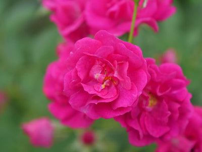 Oso Easy Peasy Rose Photo courtesy of Proven Winners credit source Spring Meadow Nursery, Inc.