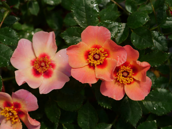 Rosa Ringo Native To Rose Ringo All Star | Shop Stuart's Landscaping & Garden Center ...