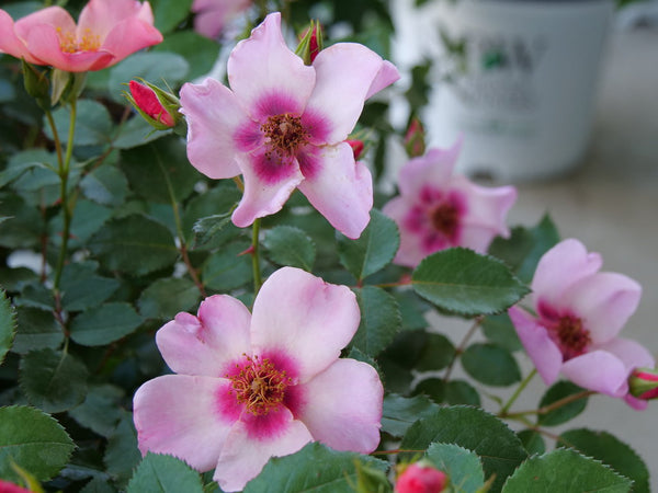 Rose Ringo All Star | Shop Stuart's Landscaping & Garden Center ...