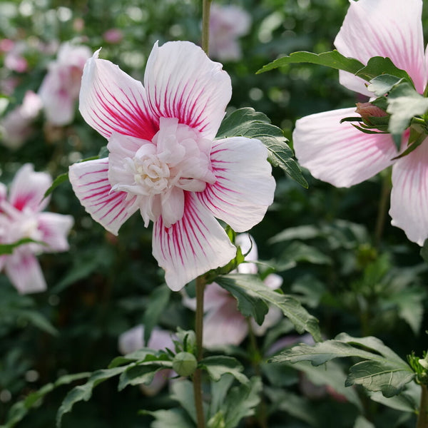 Hibiscus Starblast Chiffon Photo courtesy of Proven Winners - www.provenwinners.com