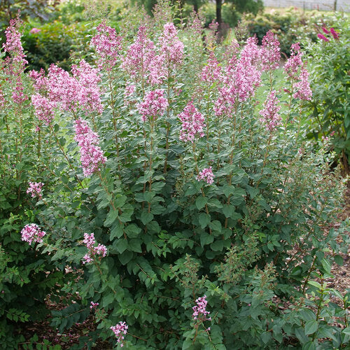 Lilac Bloomerang Ballet | Photo courtesy of Proven Winners - www.provenwinners.com