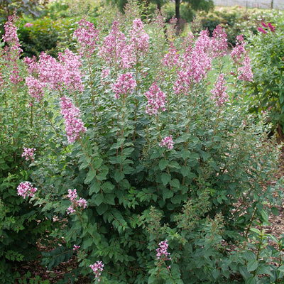 Lilac Bloomerang Ballet | Photo courtesy of Proven Winners - www.provenwinners.com